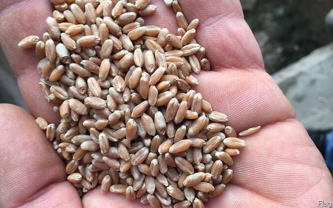 Где Можно Купить Дешевую Пшеницу