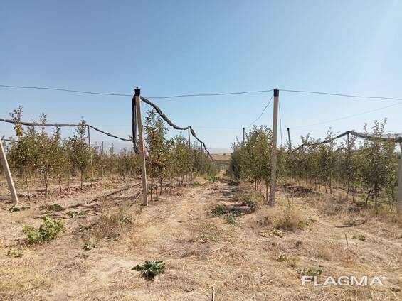 33га жер (13га Польский алма егилген)