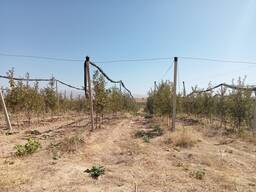 33га жер (13га Польский алма егилген)