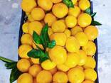 Абхазские мандарины ОПТОМ - фото 1