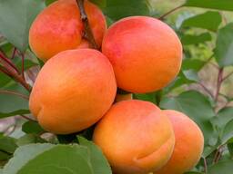 Абрикосы