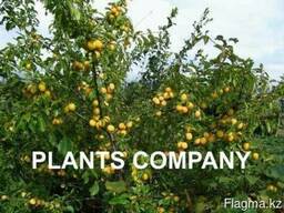 Алыча желтая плодоносящие деревья из питомника