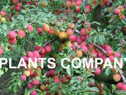 Алыча красная плодоносящие деревья из питомника