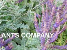 Аморфа кустарниковая листопадный кустарник