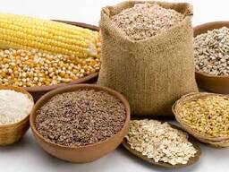 АО ВК МКК закупает рожь продовольственную, кукурузу, ячмень