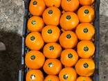 Апельсин сладкие - photo 3