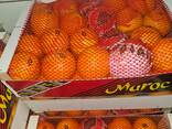 Oranges Spain, Morocco and others. - фото 1