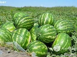 Арбузы оптом ! Продажа напрямую, с поля, без посредников