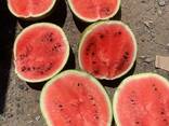 Арбуз - фото 1