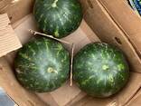 Арбуз сорта Арнольд.2019 - фото 1