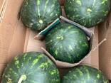 Арбуз сорта Арнольд.2019 - фото 2