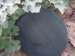 Қарбыздардың көтерме саудасы Қазақстан