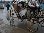 Аренда карета, пони , лошадь - photo 4