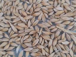 Арпа-бидай. Ячмень и пшеница в мешках