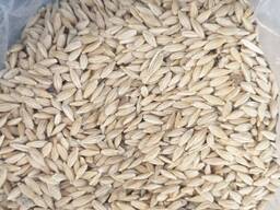 Арпа/ Ячмень