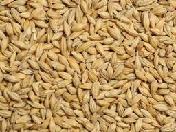 Ячмень на экспорт Казахстан / Арпа / 大量供应大麦 / Barley Kazakhstan