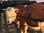 Бұқалар, мал, КРС, быки, мясо - фото 2