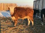 Бұқалар, мал, КРС, быки, мясо - фото 3