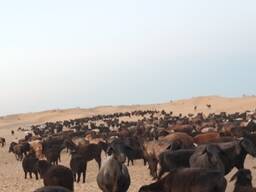 Баран ягната козы