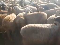 Бараны упитанные