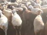 Бараны упитанные - фото 1