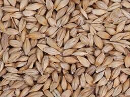 Barley Non GMO from Brazil