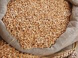 Barley, corn, wheat, Sunflower, rapeseed, soy, coconut, palm OIL FOB, CIF - photo 1