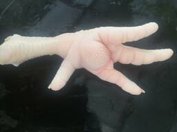 Беларусь үшін А санатындағы бройлер тауықтың аяқтары