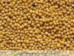 Белая горчица