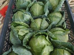 Белокочанная ранняя капуста