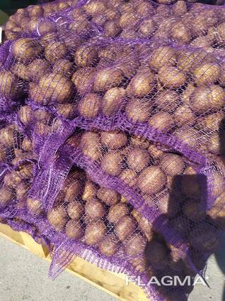 Белорусский Картофель Гала, Бриз. Королева Анна , Вектор