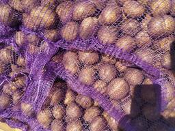 Белорусский Картофель Гала, Бриз. Королева Анна , Вектор