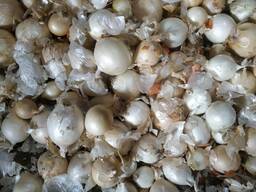 Белый лук оптом