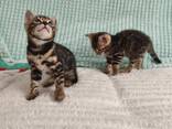 Бенгалькие котята - фото 1