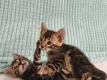 Бенгалькие котята - фото 2