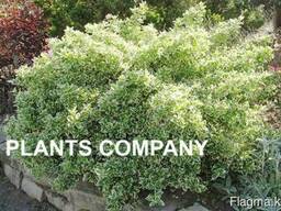 Бересклет вьющиеся кустарники саженцы из питомника