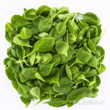 Бейби листья Шпината Spinach baby leaves