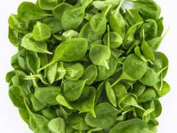 Бейби листья Шпината Spinach baby leaves