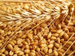 Пшеница