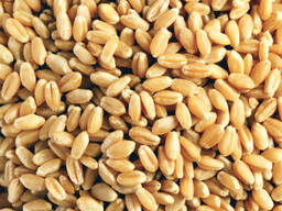 Пшеница зерно на экспорт / Бидай / 大量供应小麦 / Wheat for Export from Kazakhstan