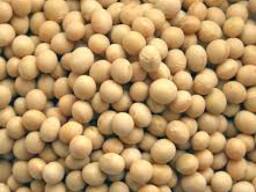 Бобы сои