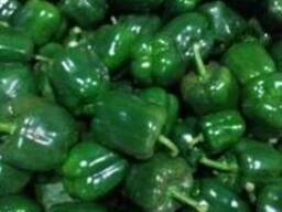 Болгарский перец