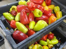 Болгарский перец (Казахстан) - замороженный
