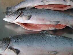 Buy Premium Quality Atlantic Salmon Fish From Norway