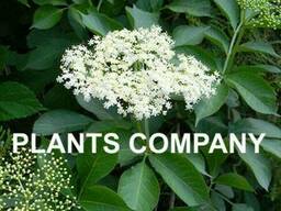 Бузина черная саженцы плодовый кустарник из питомника