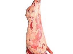 Бык тушевой