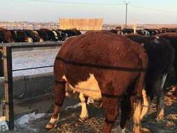 Быкчи, КРС, мал, мясо