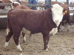 Быки Бараны Лошади КУПЛЮ