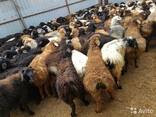 Быки Бараны Лошади КУПЛЮ - фото 2