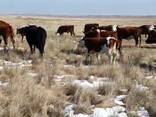 Быки. Телки. - фото 3